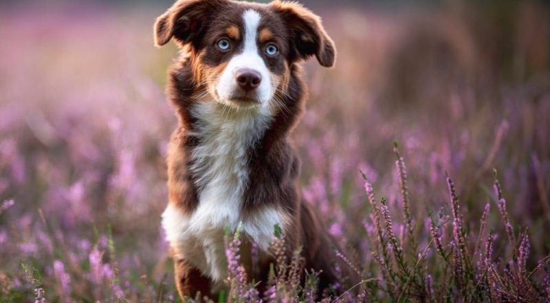 Miniature Australian Shepherd Welpe sitzt in blühender Heidelandschaft