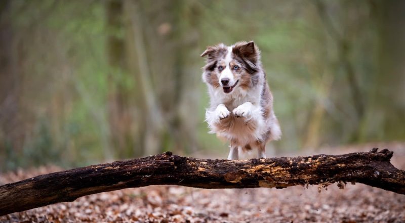 Aktiver Miniature Australian Shepherd Rüde springt über einen Baumstamm im Wald