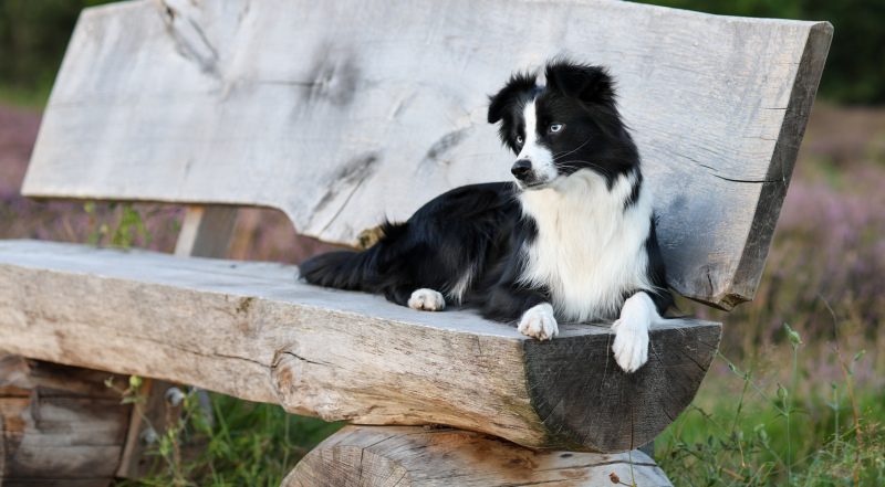 Miniature Australian Shepherd liegt entspannt auf einer Holzbank in der Heide