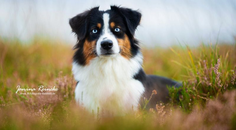 Zuchthündin Miniature Australian Shepherd mit blauen Augen im Feld
