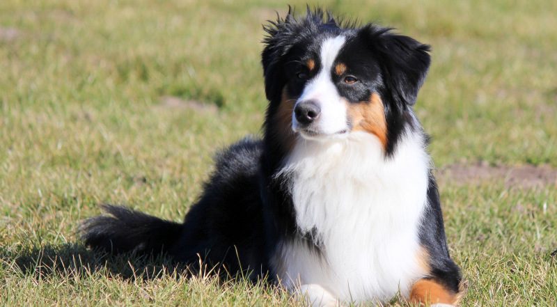 Zuchthündin Miniature Australian Shepherd sitzt aufmerksam auf der Wiese