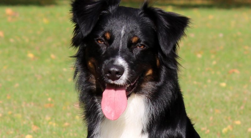 Deckrüde Miniature Australian Shepherd tricolor auf der Wiese