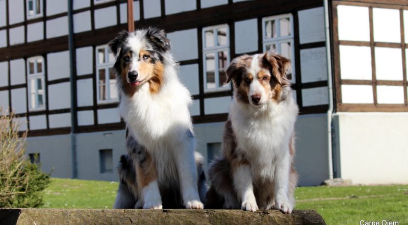 Zwei Miniature Australian Shepherd vor einem Fachwerkhaus in Harpstedt