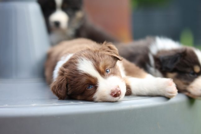 Miniature Australian Shepherd Welpe mit blauen Augen ruht im Kreis der Wurfgeschwister