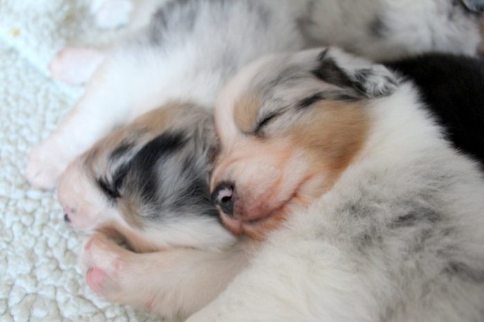 Neugeborene Miniature Australian Shepherd Welpen kuscheln nach der Geburt