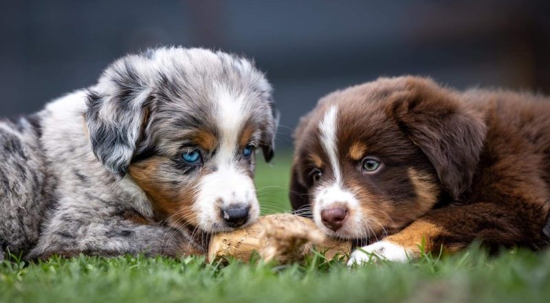 Zwei Miniature Australian Shepherd Welpen spielen im Garten