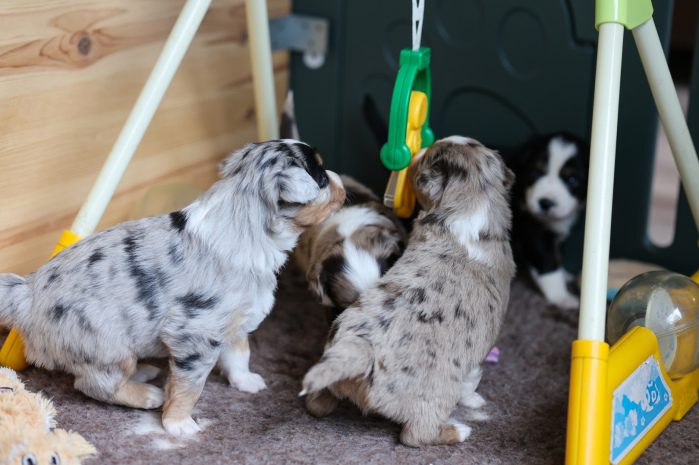 Wurf Miniature Australian Shepherd Welpen spielt auf dem Welpenspielplatz