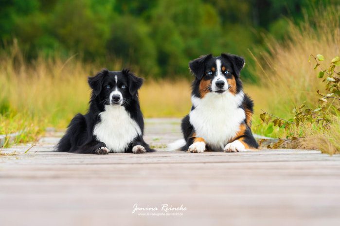 Zwei Miniature Australian Shepherd liegen gemeinsam auf einem Holzsteg
